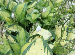Bohyška 'Orange Marmalade' - Hosta 'Orange Marmalade'