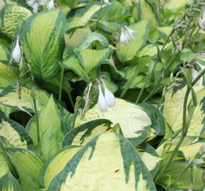 Bohyška 'Orange Marmalade' - Hosta 'Orange Marmalade'