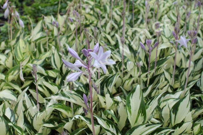 Bohyška 'Paul Revere' - Hosta 'Paul Revere'