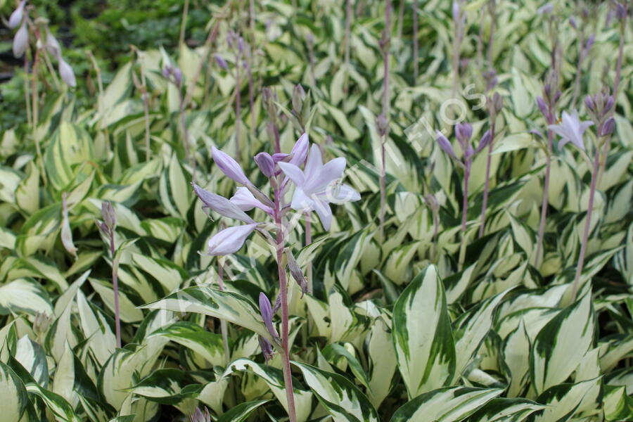 Bohyška 'Paul Revere' - Hosta 'Paul Revere'
