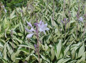 Bohyška 'Paul Revere' - Hosta 'Paul Revere'