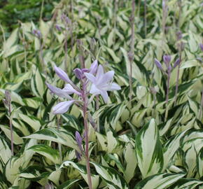 Bohyška 'Paul Revere' - Hosta 'Paul Revere'