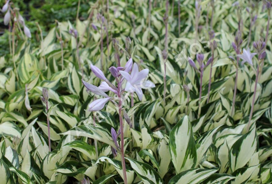 Bohyška 'Paul Revere' - Hosta 'Paul Revere'