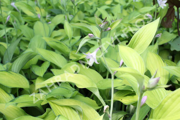Bohyška 'Gold Standard' - Hosta 'Gold Standard'