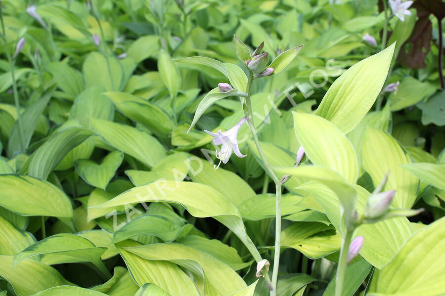 Bohyška 'Gold Standard' - Hosta 'Gold Standard'