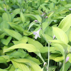 Bohyška 'Gold Standard' - Hosta 'Gold Standard'