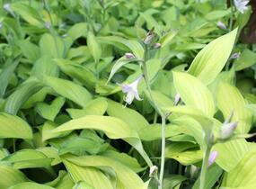 Bohyška 'Gold Standard' - Hosta 'Gold Standard'