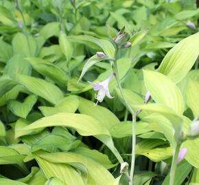 Bohyška 'Gold Standard' - Hosta 'Gold Standard'