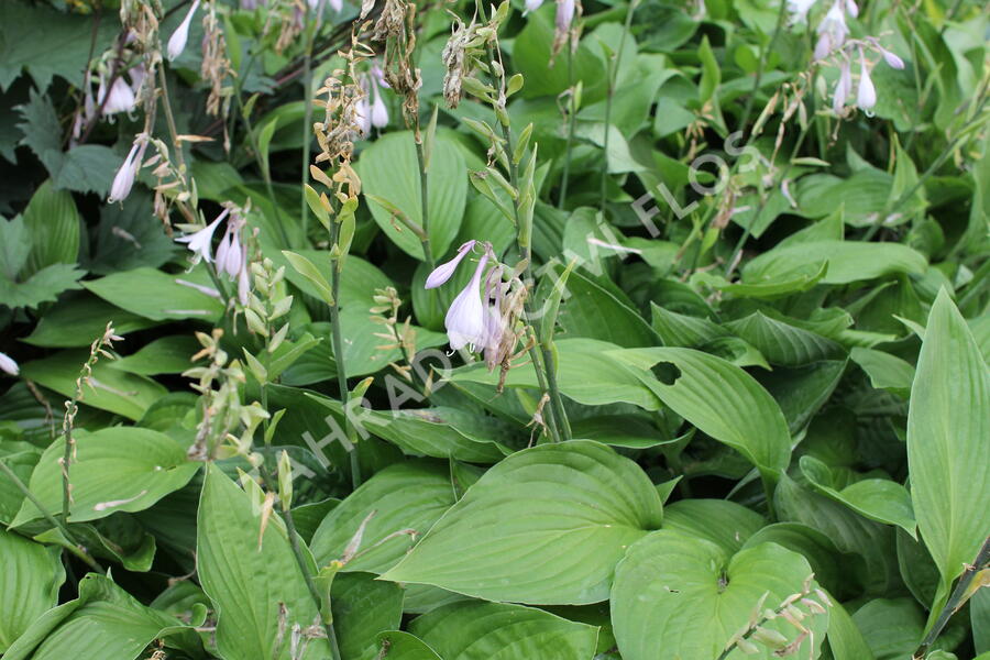 Bohyška 'Albopicta' - Hosta fortunei 'Albopicta'