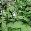 Bohyška 'Albopicta' - Hosta fortunei 'Albopicta'
