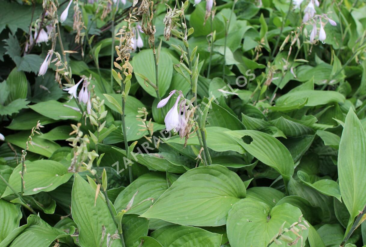 Bohyška 'Albopicta' - Hosta fortunei 'Albopicta'