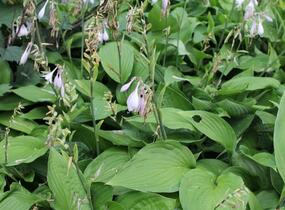 Bohyška 'Albopicta' - Hosta fortunei 'Albopicta'