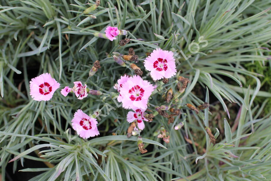 Hvozdík péřitý 'Dixie Red Rose Bicolor' - Dianthus plumarius 'Dixie Red Rose Bicolor'