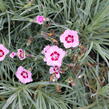 Hvozdík péřitý 'Dixie Red Rose Bicolor' - Dianthus plumarius 'Dixie Red Rose Bicolor'