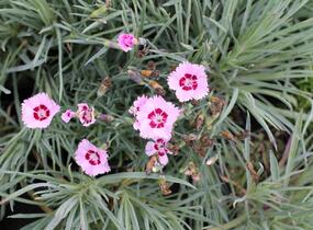Hvozdík péřitý 'Dixie Red Rose Bicolor' - Dianthus plumarius 'Dixie Red Rose Bicolor'
