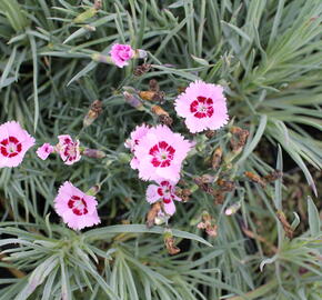 Hvozdík péřitý 'Dixie Red Rose Bicolor' - Dianthus plumarius 'Dixie Red Rose Bicolor'