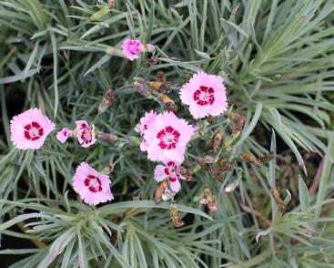 Hvozdík péřitý 'Dixie Red Rose Bicolor'