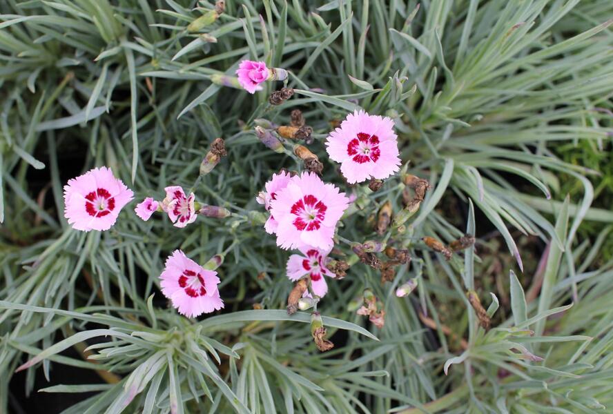 Hvozdík péřitý 'Dixie Red Rose Bicolor' - Dianthus plumarius 'Dixie Red Rose Bicolor'