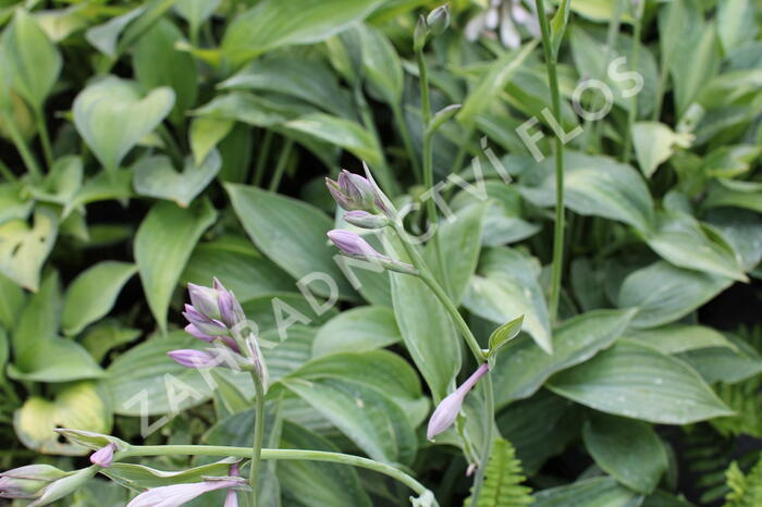 Bohyška 'Kiwi Full Monty' - Hosta 'Kiwi Full Monty'