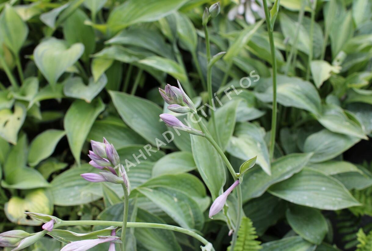 Bohyška 'Kiwi Full Monty' - Hosta 'Kiwi Full Monty'