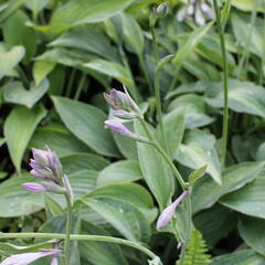 Bohyška 'Kiwi Full Monty' - Hosta 'Kiwi Full Monty'
