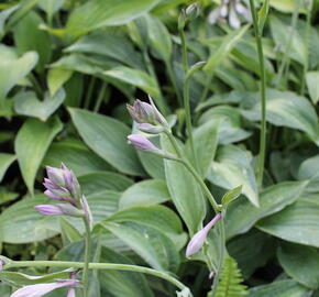 Bohyška 'Kiwi Full Monty' - Hosta 'Kiwi Full Monty'