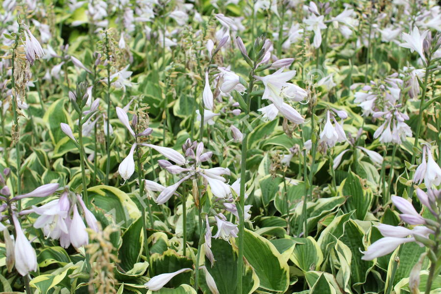 Bohyška 'Anne' - Hosta 'Anne'