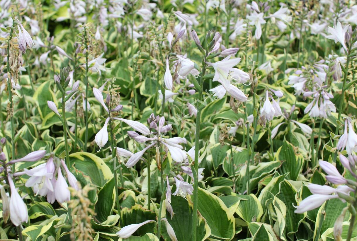Bohyška 'Anne' - Hosta 'Anne'