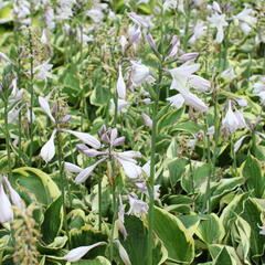 Bohyška 'Anne' - Hosta 'Anne'