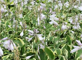 Bohyška 'Anne' - Hosta 'Anne'