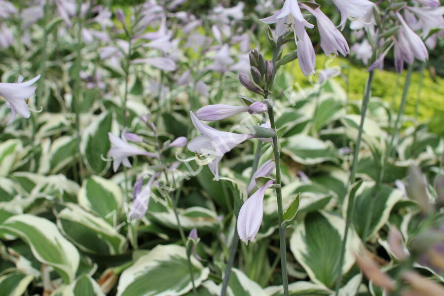 Bohyška 'Twilight' - Hosta 'Twilight'