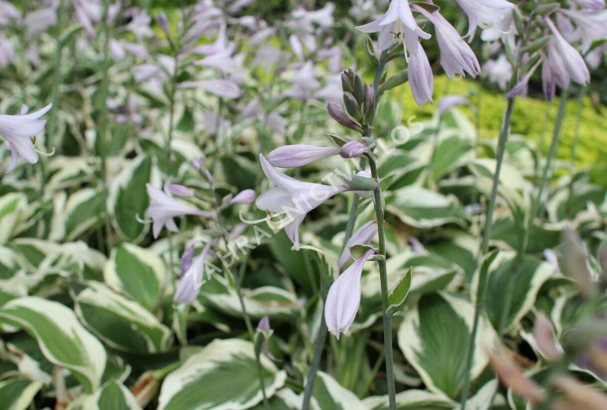 Bohyška 'Twilight' - Hosta 'Twilight'