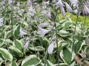 Bohyška 'Twilight' - Hosta 'Twilight'