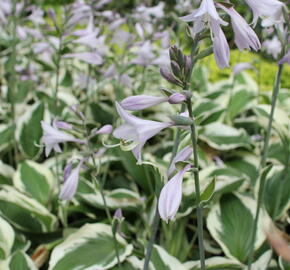 Bohyška 'Twilight' - Hosta 'Twilight'