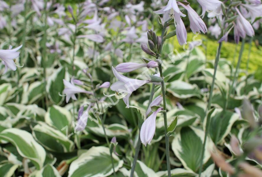 Bohyška 'Twilight' - Hosta 'Twilight'