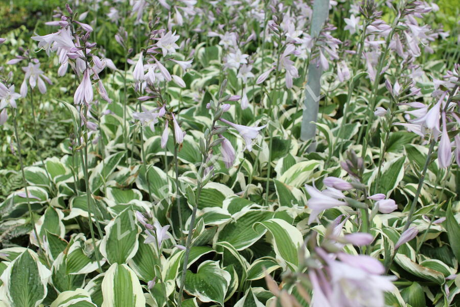 Bohyška 'Twilight' - Hosta 'Twilight'