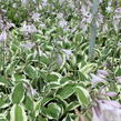 Bohyška 'Twilight' - Hosta 'Twilight'