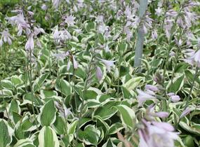 Bohyška 'Twilight' - Hosta 'Twilight'