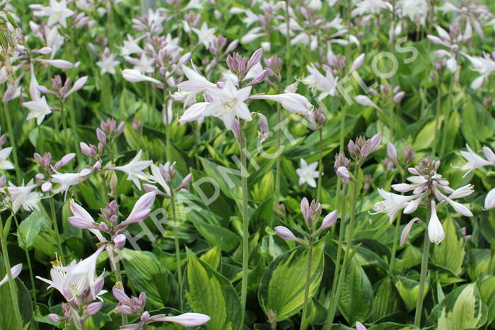 Bohyška 'Whirlwind' - Hosta 'Whirlwind'