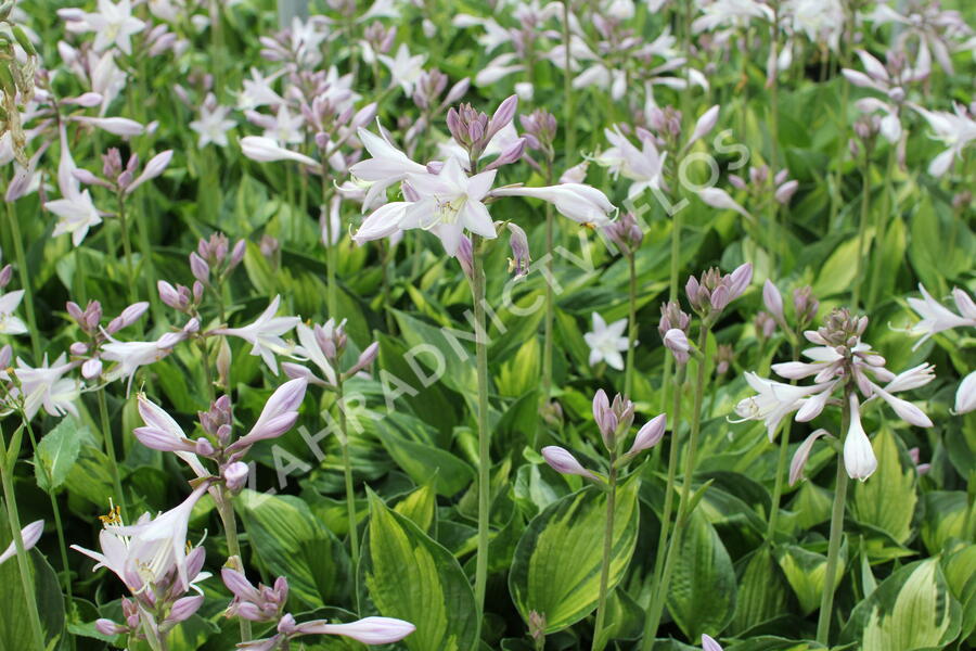Bohyška 'Whirlwind' - Hosta 'Whirlwind'