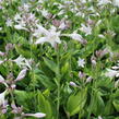 Bohyška 'Whirlwind' - Hosta 'Whirlwind'