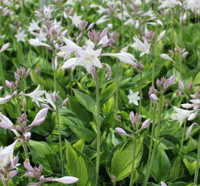 Bohyška 'Whirlwind' - Hosta 'Whirlwind'