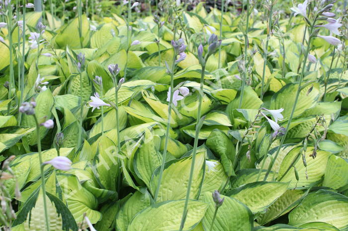 Bohyška 'Color Glory' - Hosta 'Color Glory'