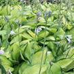 Bohyška 'Color Glory' - Hosta 'Color Glory'