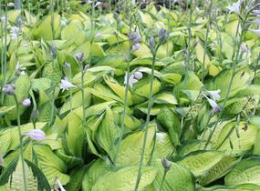 Bohyška 'Color Glory' - Hosta 'Color Glory'