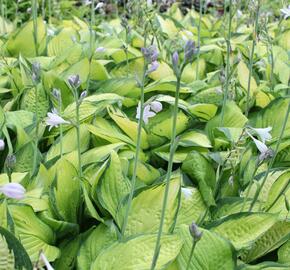 Bohyška 'Color Glory' - Hosta 'Color Glory'