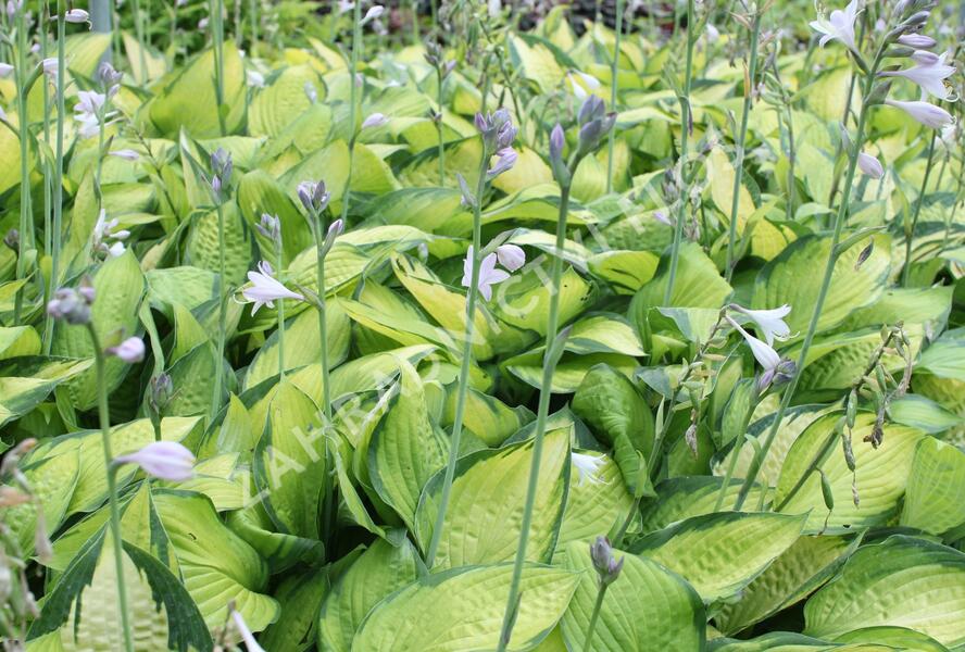 Bohyška 'Color Glory' - Hosta 'Color Glory'