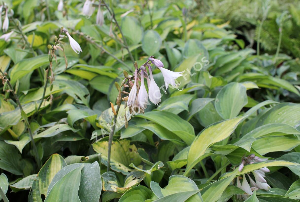 Bohyška 'Paul's Glory' - Hosta 'Paul's Glory'