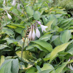 Bohyška 'Paul's Glory' - Hosta 'Paul's Glory'