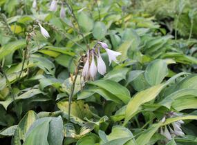 Bohyška 'Paul's Glory' - Hosta 'Paul's Glory'